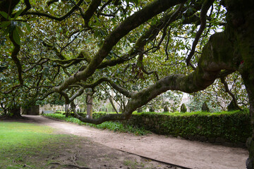 Fototapeta premium A path in a park in Vigo, northern Italy, with mature trees and spreading branches. The concept encompasses tourism, tranquility, relaxation, sustainable development, and urban green spaces.