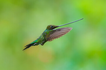 Obraz premium The remarkable Sword-billed Hummingbird (Ensifera ensifera) with its characteristic long bill perched on a branch at the Santuario de Colibríes in the Peruvian Andes.