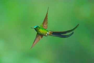 Fototapeta premium Male Long-tailed Sylph hummingbird (Aglaiocercus kingii) displaying its extremely long, iridescent blue and green forked tail while in flight through a montane cloud forest in the South American Andes