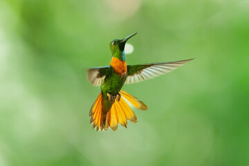 Fototapeta premium Male Gould's Jewelfront hummingbird (Heliodoxa aurescens) in flight, showing its iridescent green plumage, violet forehead, and characteristic rufous breast band against a blurred green jungle backgro