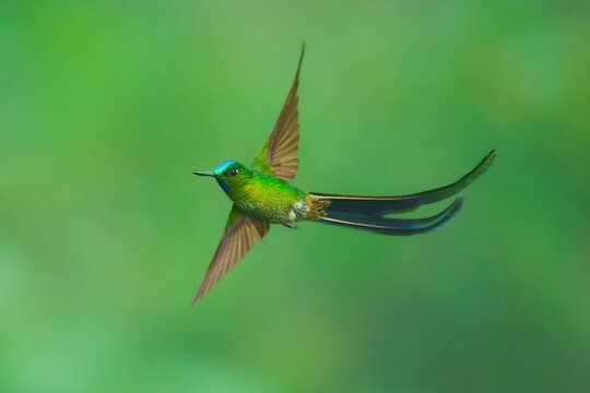 Male Long-tailed Sylph hummingbird (Aglaiocercus kingii) displaying its extremely long, iridescent blue and green forked tail while in flight through a montane cloud forest in the South American Andes