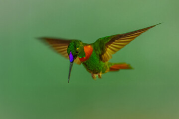 Fototapeta premium Male Gould's Jewelfront hummingbird (Heliodoxa aurescens) in flight, showing its iridescent green plumage, violet forehead, and characteristic rufous breast band against a blurred green jungle backgro