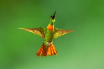 Fototapeta premium Male Gould's Jewelfront hummingbird (Heliodoxa aurescens) in flight, showing its iridescent green plumage, violet forehead, and characteristic rufous breast band against a blurred green jungle backgro