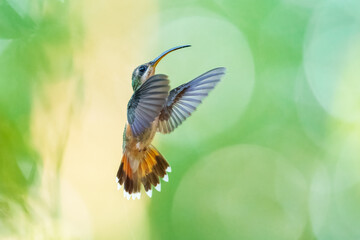 Fototapeta premium Rufous-breasted Hermit (Glaucis hirsutus) hummingbird in flight in the Peruvian rainforest, showing its distinct rufous underparts and curved bill.