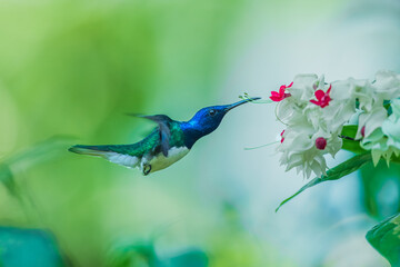 Obraz premium Male White-necked Jacobin hummingbird (Florisuga mellivora) hovering and feeding on white Bleeding Heart Vine flowers in a tropical garden.
