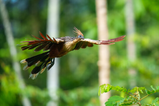 That is an incredible shot! Hoatzin (Opisthocomus hoazin) in flight against a lush tropical rainforest background, Amazon Basin, South America.