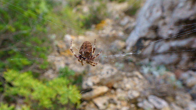 A detailed, focused macro shot highlighting the complex brown and white pattern and texture of the European Cross Spider (Araneus diadematus) as it rests patiently in the center of its intricately wov