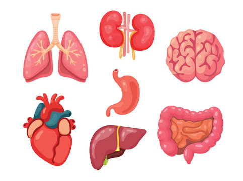 Anatomical internal organs. Flat vector clipart, illustration with isolated background.