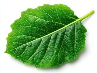 Obraz premium A leaf with a prominent vein structure rests on a white background, highlighting its texture.