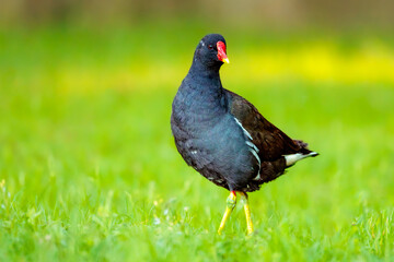 Obraz premium Teichhuhn im grünen Gras bei Tageslicht