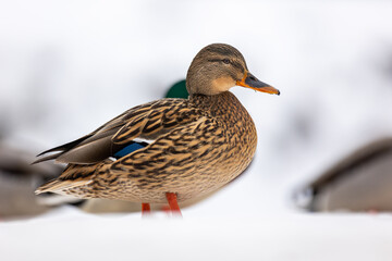 Male Mallard (Anas platyrhynchos) in the snow