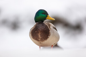 Male Mallard (Anas platyrhynchos) in the snow
