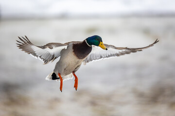 Male Mallard (Anas platyrhynchos) in the snow