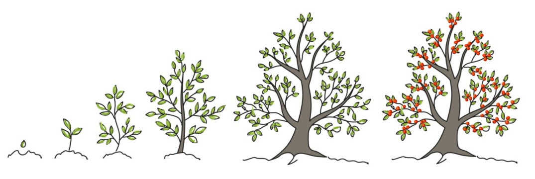 Trees, growth stages sketch. Animation progress. Plant development. Hand drawn vector line.  Nature illustration on transparent background.