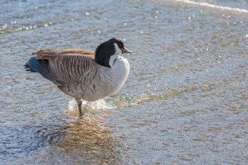 Ducks in Hambleden Weir, River Thames, Henley-on-Thames, South England