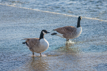 Ducks in Hambleden Weir, River Thames, Henley-on-Thames, South England