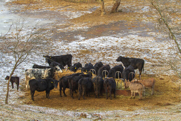 Buffalo in Romania, in winter