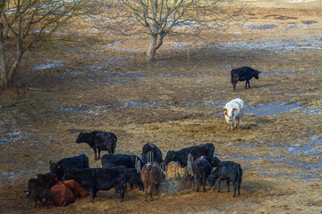 Buffalo in Romania, in winter