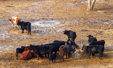 Buffalo in Romania, in winter