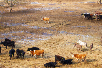 Buffalo in Romania, in winter