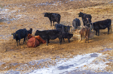 Buffalo in Romania, in winter