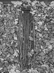 Old wooden railroad ties photographed in black and white
