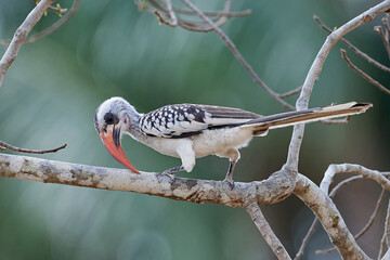 Western red-billed hornbill (Tockus kempi)