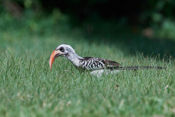 Western red-billed hornbill (Tockus kempi)