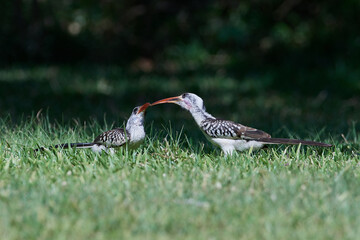 Western red-billed hornbill (Tockus kempi)