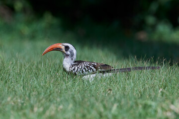 Western red-billed hornbill (Tockus kempi)