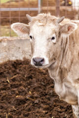 Close-up portrait of a young cow standing in a farm enclosure, highlighting livestock, animal farming, rural life, and natural textures