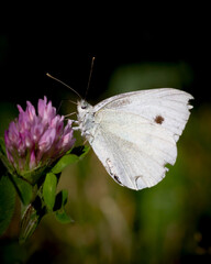 Cabbage white butterfly (Pieris rapae) on a flower