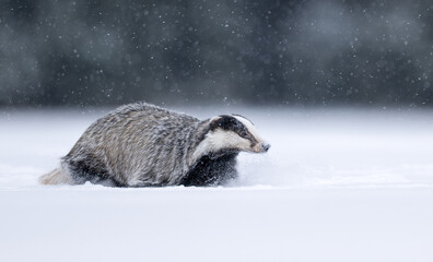 Fototapeta premium Badger close up ( Meles meles )
