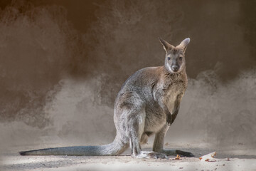 Bennett Wallaby standing in dusty outback terrain under warm natural light with copy space © Ralph Lear