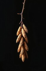 Fototapeta premium Common Ash tree samara seeds hang on a branch against a dark background. Winged seed clusters show intricate detail and texture. Nature study of plant reproduction.