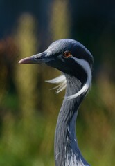 Fototapeta premium Demoiselle crane