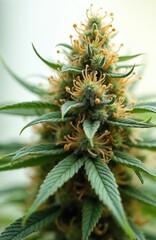 Obraz premium Close view of cannabis plant bud with green leaves and orange stigmas. This marijuana flower shows trichomes and pistils detail. Ready for harvest.
