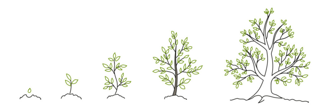 Trees, growth stages sketch. Animation progress. Plant development. Hand drawn vector line. Nature illustration on transparent background.
