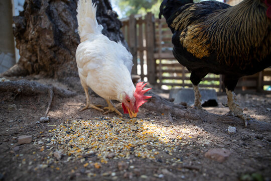 Gallina blanca comiendo en su corral