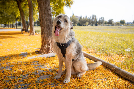 Perro pastor anciano sobre fondo de flores amarillas