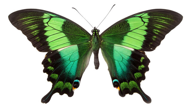 Swallowtail Butterfly」の写真素材 | 144,063件の無料イラスト画像