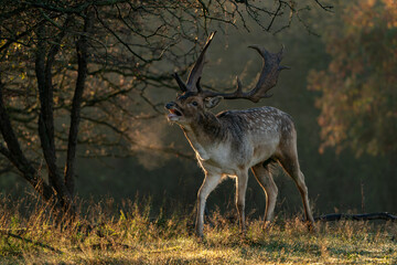Male Fallow deer (Dama dama) in rutting season in  the forest of Amsterdamse Waterleidingduinen in the Netherlands. Forest in the background. Wildlife in autumn.        