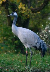Fototapeta premium Common crane