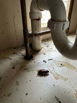 A cockroach crawls under a sink near exposed plumbing and dirt, highlighting severe household hygiene issues and pest infestation