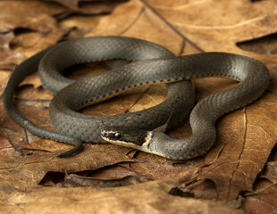 Obraz premium American ring-necked snake on a bed of leaves