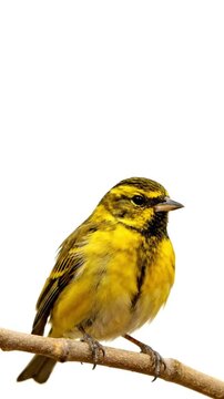 Editable Background Video of Generic Bird on White Studio