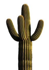 A detailed view of a unique Saguaro cactus, showcasing its vibrant green hue and intricate textures 