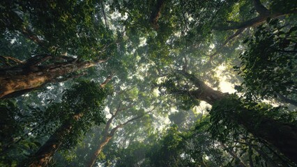 Lush green canopy of trees in the forest