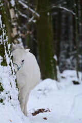 S&uuml;&szlig;es Schimmelpony im winterlichen Wald bei&szlig;t gen&uuml;sslich in verschneiten Baumstamm
