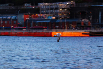 Seagull Flying Over Water in Stockholm City Center at Dusk